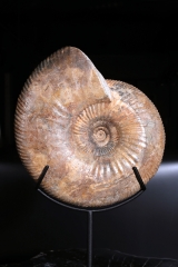 Аммонит Idoceras sp.