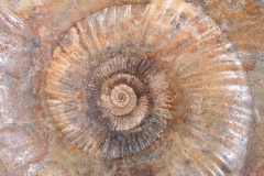 Аммонит Idoceras sp.