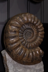 Аммонит Arietites bucklandi