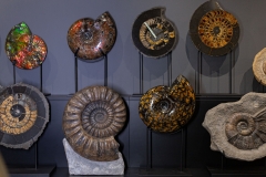 Аммонит Arietites bucklandi