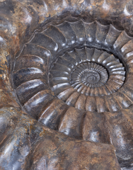 Аммонит Arietites bucklandi