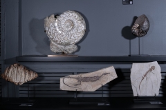 Аммонит Eparietites sp.