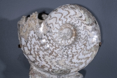 Аммонит Eparietites sp.