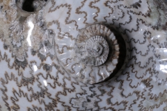 Аммонит Eparietites sp.