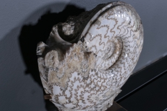 Аммонит Eparietites sp.