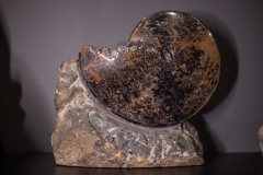 Аммонит Placenticeras sp.