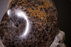 Аммонит Placenticeras sp.