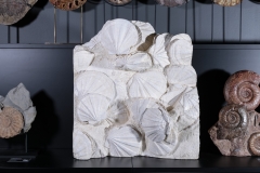 Раковины гребешков Gigantopectens restitutensis