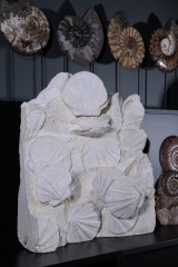 Раковины гребешков Gigantopectens restitutensis