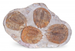 Трилобиты Dikelokephalina brenchleyi