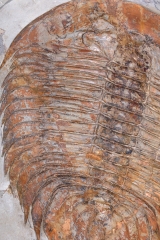 Трилобиты Dikelokephalina brenchleyi