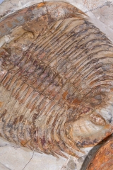 Трилобиты Dikelokephalina brenchleyi