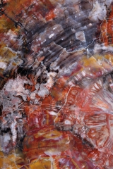 Окаменелое дерево