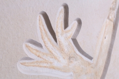 Головоногий моллюск Acanthoteuthis sp. 