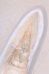 Головоногий моллюск Acanthoteuthis sp. 