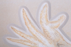 Головоногий моллюск Acanthoteuthis sp. 