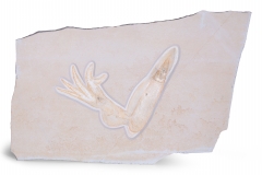 Головоногий моллюск Acanthoteuthis sp. 