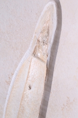 Головоногий моллюск Acanthoteuthis sp. 