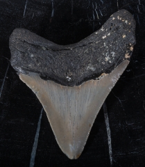 Зуб мегалодона 10,5 см