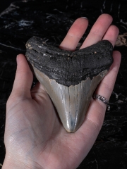 Зуб мегалодона 10,5 см