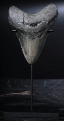 Зуб мегалодона 10 см