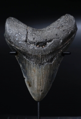 Зуб мегалодона 10 см