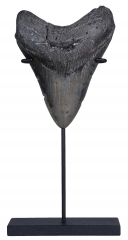 Зуб мегалодона 10 см