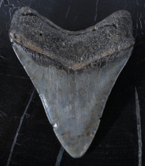 Зуб мегалодона 10 см