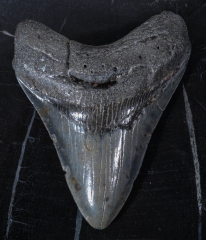 Зуб мегалодона 10 см