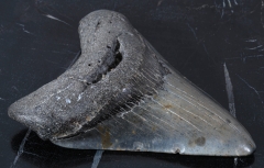 Зуб мегалодона 10 см