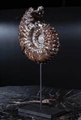 Аммонит Douvilleiceras sp.