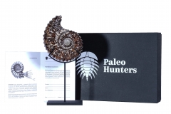 Аммонит Douvilleiceras sp.