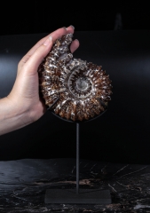 Аммонит Douvilleiceras sp.