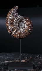 Аммонит Douvilleiceras sp.