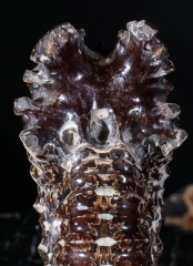 Аммонит Douvilleiceras sp.