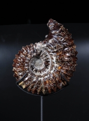 Аммонит Douvilleiceras sp.