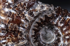 Аммонит Douvilleiceras sp.