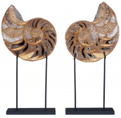 Наутилусы Cymatoceras sp.