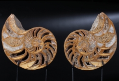 Наутилусы Cymatoceras sp.