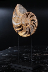 Наутилусы Cymatoceras sp.