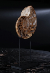 Наутилусы Cymatoceras sp.