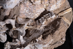 Череп гиены Dinocrocuta gigantea