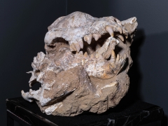 Череп гиены Dinocrocuta gigantea