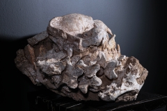 Череп гиены Dinocrocuta gigantea