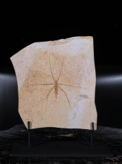 Водомерка Chresmoda obscura