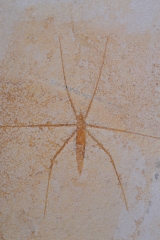 Водомерка Chresmoda obscura