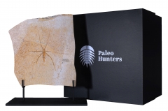 Водомерка Chresmoda obscura