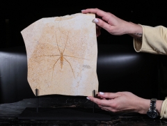 Водомерка Chresmoda obscura