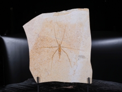 Водомерка Chresmoda obscura