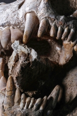 Череп гиены Dinocrocuta gigantea